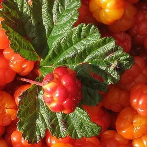 Морошка ягоды купить. Цена морошки за 1 кг