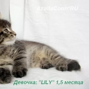 Котята Мейн кун. Питомник кошек породы Мейн кун  AzaliaCoon  Москва.