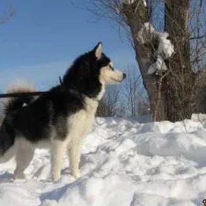 Кабель Сибирский Хаски,  рожд. 04/02/2010,  приглашает на вязку за щенка