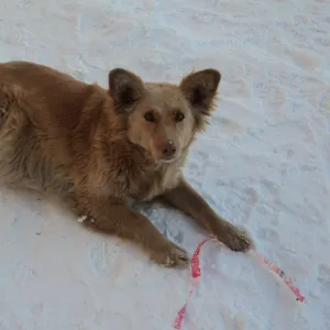 Две симпатяги ищут дом родной и главного в жизни - хозяина 