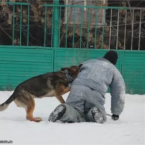 Щенки немецкой овчарки-частный питомник