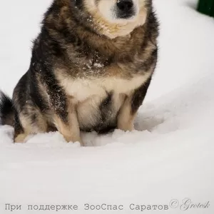 В добрые руки собака кабель