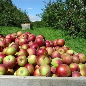 Яблоки российского пр-ва от собственника