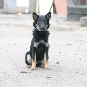 Представляем Вашему вниманию симпатягу Мартина!