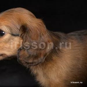 Такса кроличья длинношерстная,  продаются щенки. 