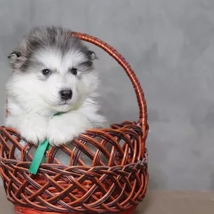 Высокопородные щенки Аляскинского Маламута с редким геном!