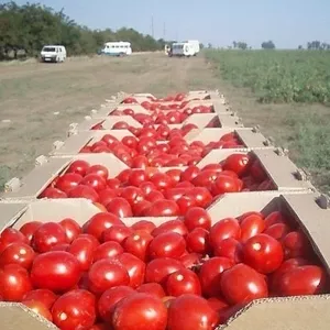 Томат грунтовый,  Пинк парадайз,  Торреро