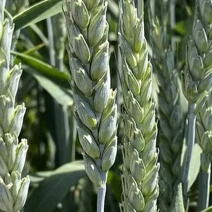 Семена пшеницы озимой купить Агрофак100  Алексеич Ахмат Безостая 100