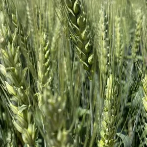 Семена  пшеницы озимой купить Амбар Аскет Аюта Вольница Вольный Дон