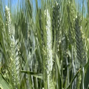 Семена пшеницы озимой твердой купить Агат Донской Амазонка Одари