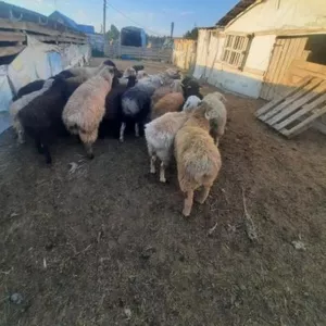 Овцы и бараны всех возрастов