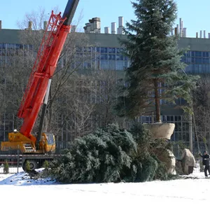 Посадка крупномерных деревьев