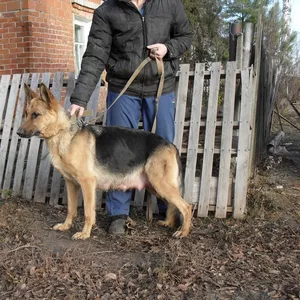 Редкие эффектные метисы зонарного ВЕО и немецкой овчарки